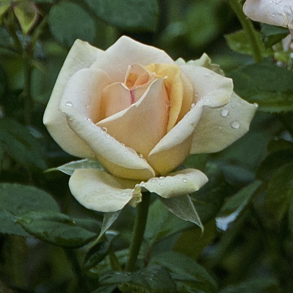 Photo of Rose (Rosa 'Marilyn Monroe') uploaded by Fleur569