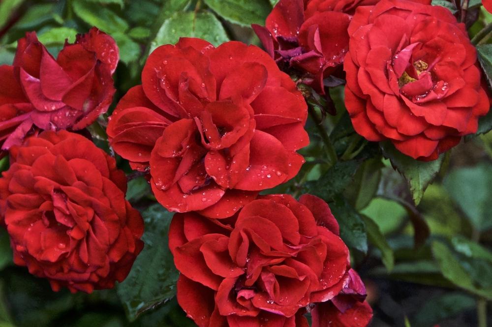 Photo of Rose (Rosa 'Europeana') uploaded by Fleur569