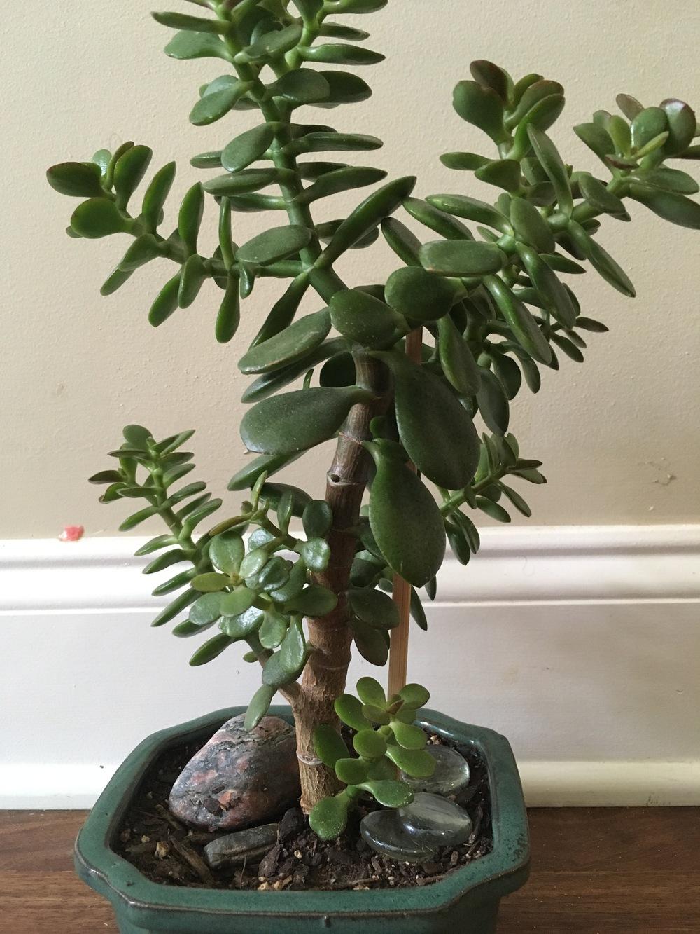 Photo of Jade Plant (Crassula ovata) uploaded by Traijin