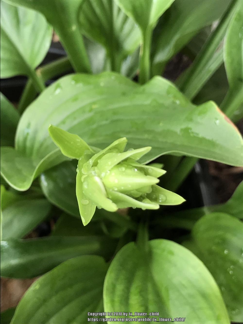 Photo of Hosta 'Sum and Substance' uploaded by tx_flower_child