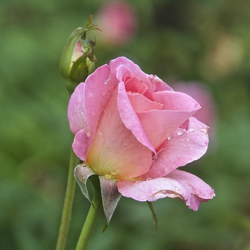 Photo of Hybrid Tea Rose (Rosa 'Tiffany') uploaded by Fleur569