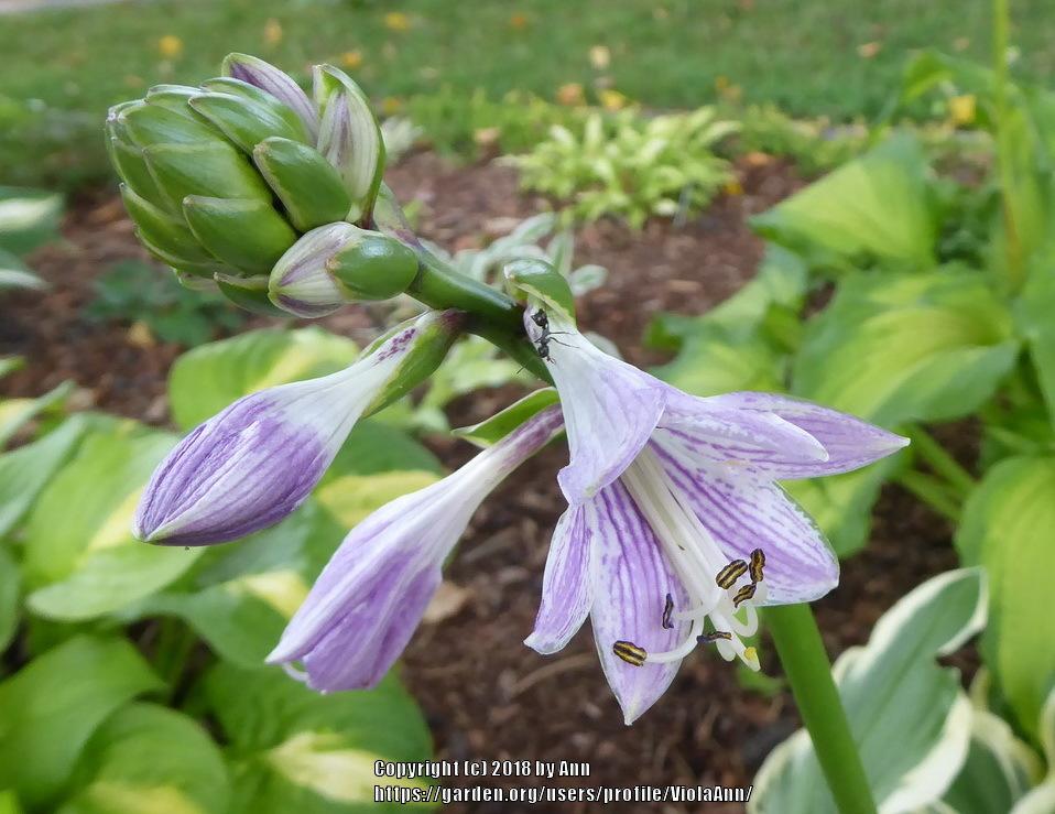Photo of Hosta 'Lakeside Cranberry Relish' uploaded by ViolaAnn