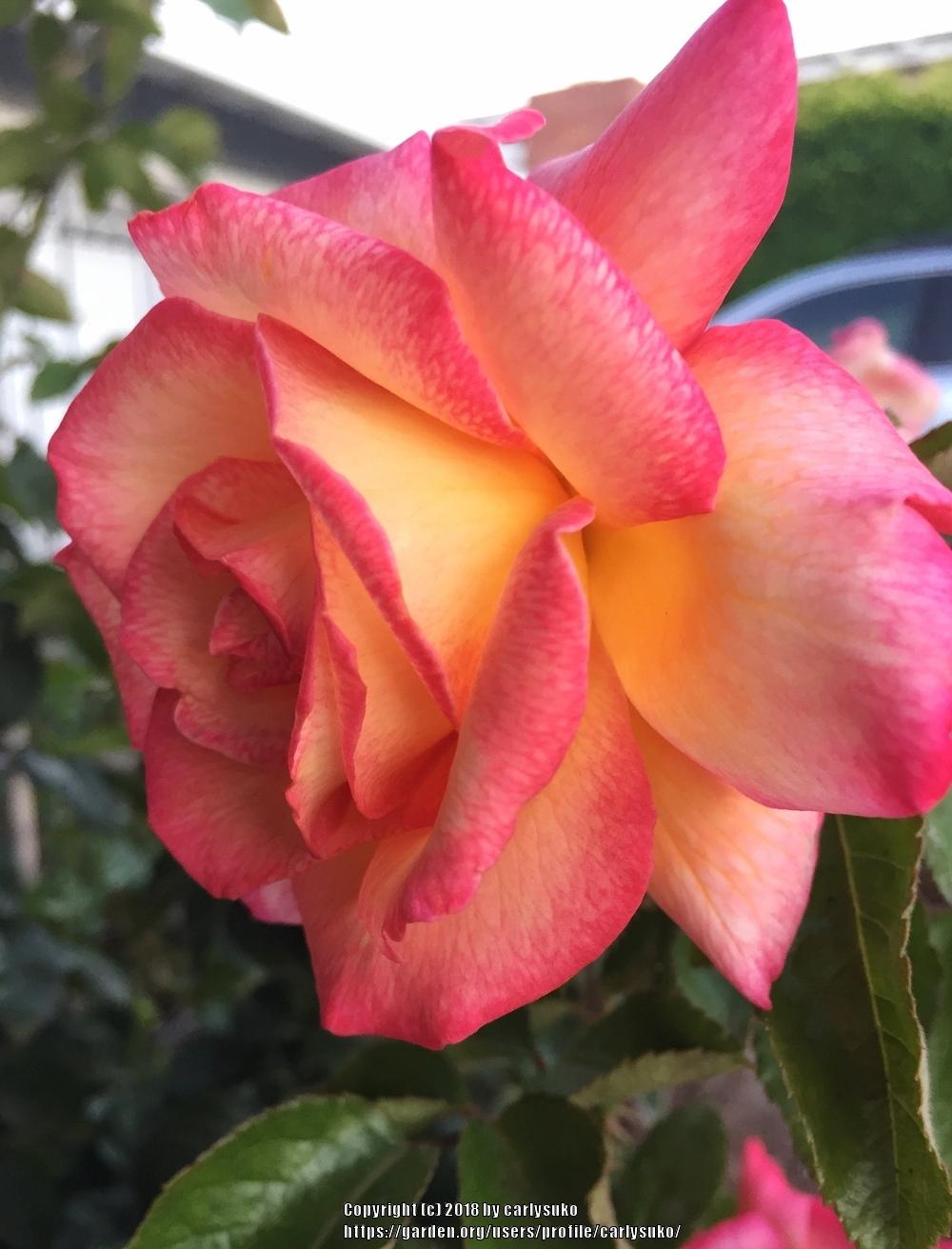 Photo of Floribunda Rose (Rosa 'Sheila's Perfume') uploaded by carlysuko