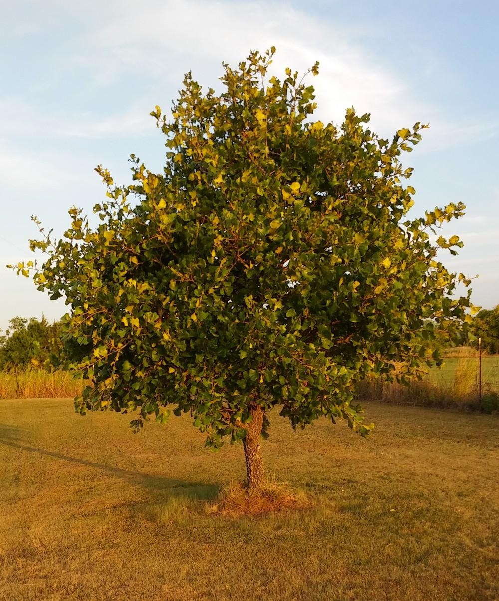 Photo of Blackjack Oak (Quercus marilandica) uploaded by DVGarden53