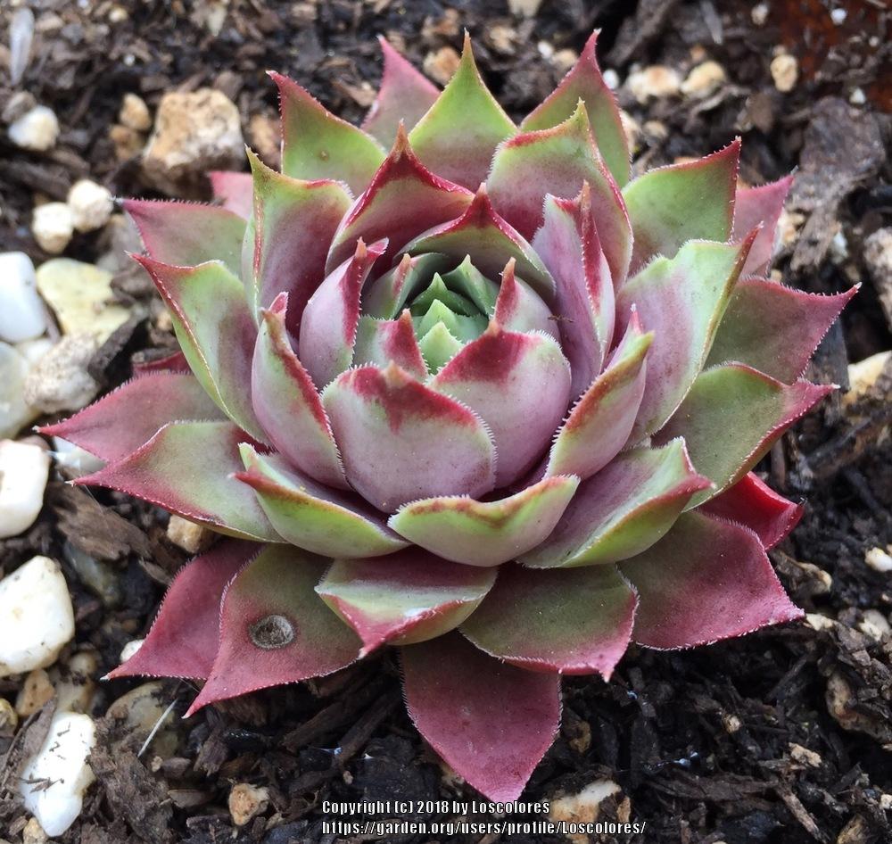 Photo of Hen and Chicks (Sempervivum 'Lilac Time') uploaded by Loscolores