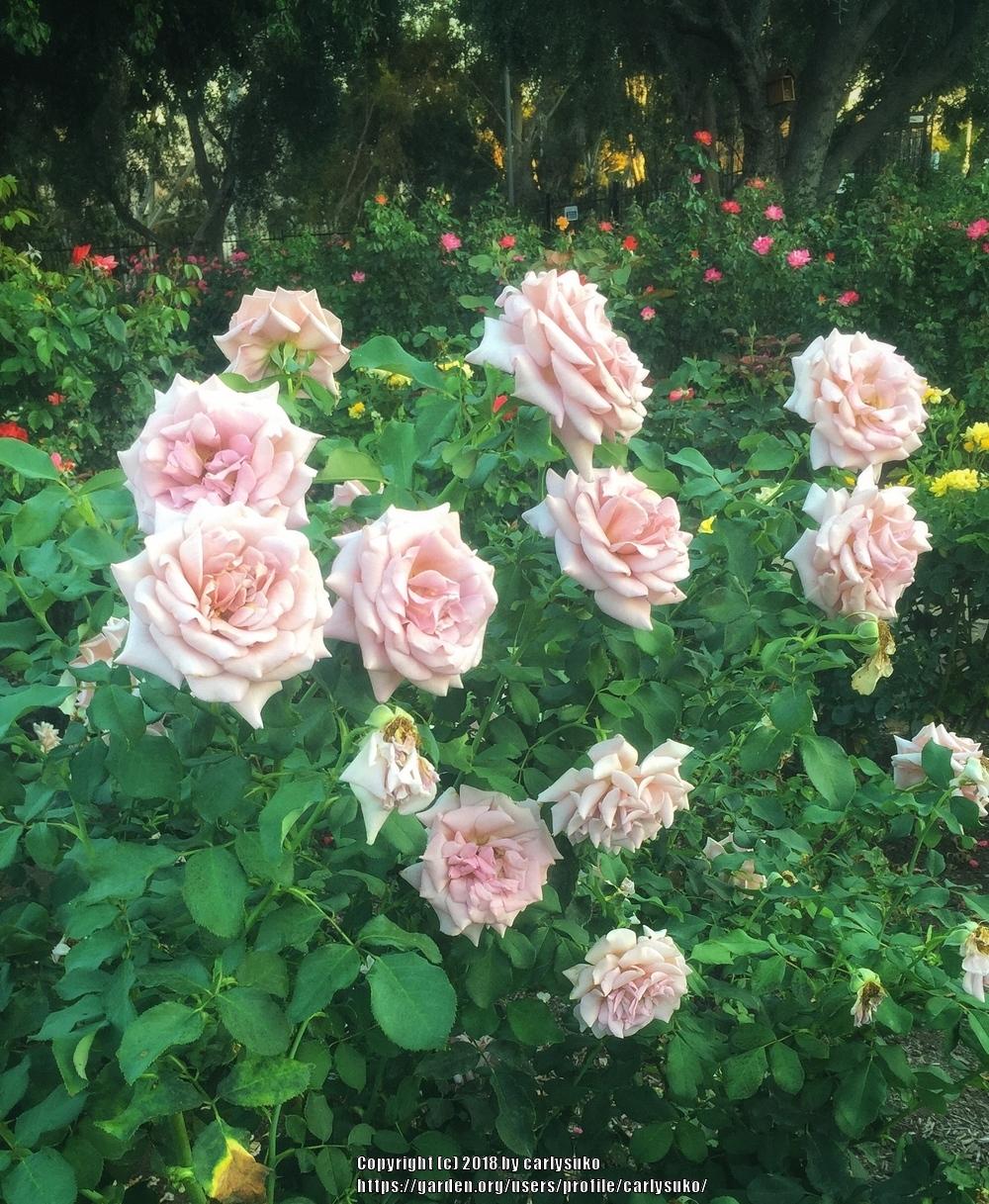 Photo of Rose (Rosa 'Koko Loko') uploaded by carlysuko