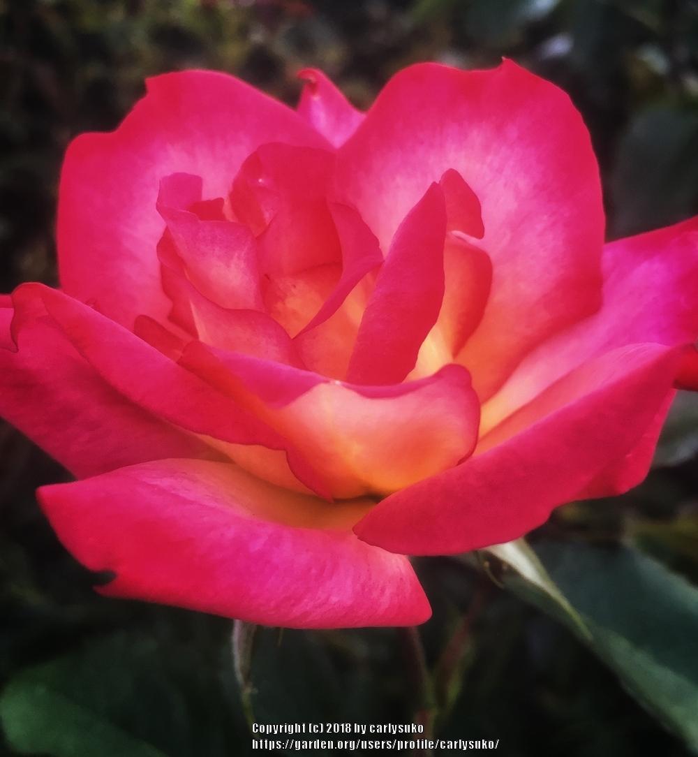Photo of Rose (Rosa 'Rainbow Sorbet') uploaded by carlysuko