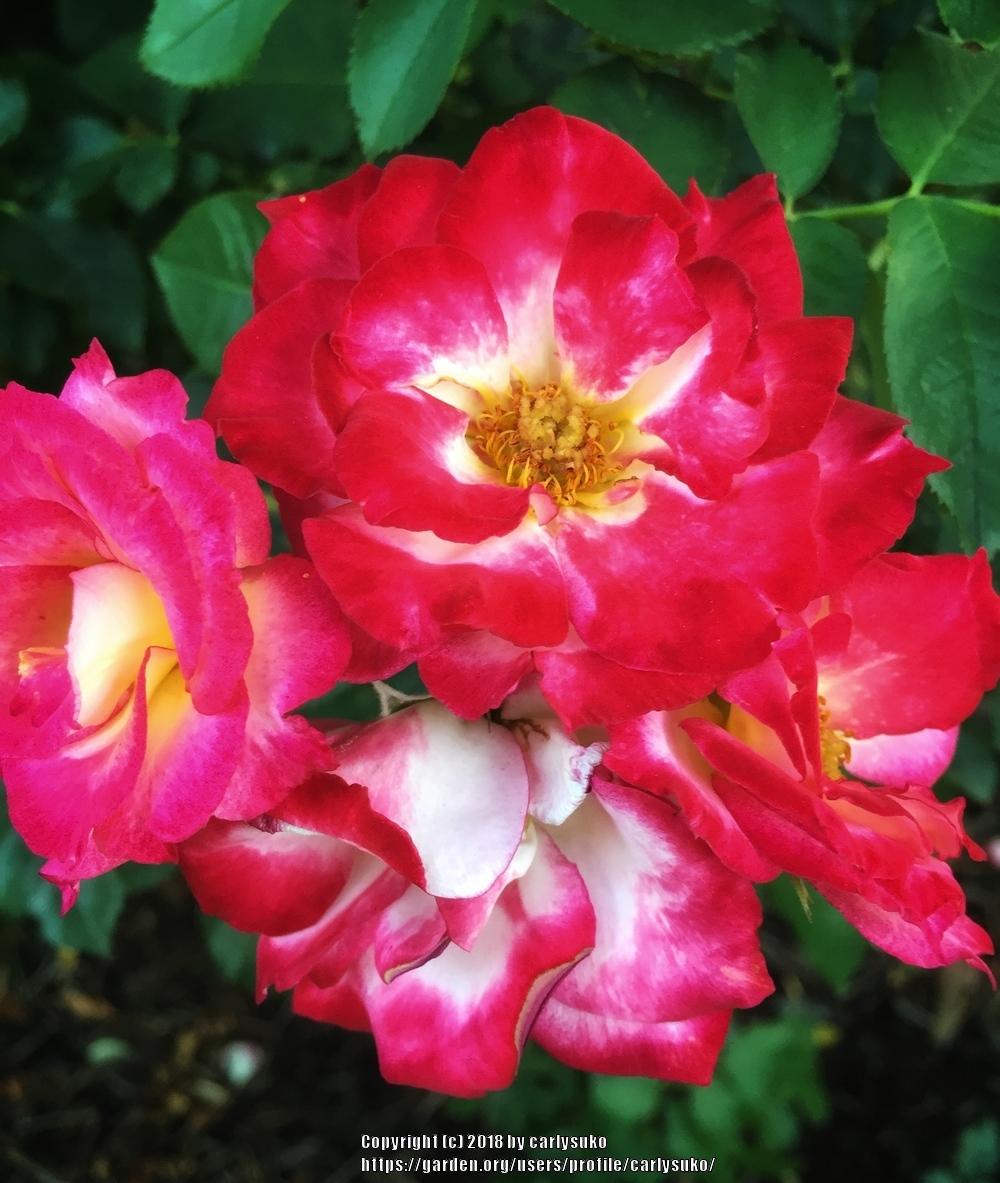 Photo of Rose (Rosa 'Heart 'n' Soul') uploaded by carlysuko