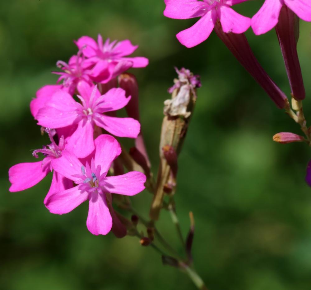 Photo of Garden Catchfly (Silene rubella subsp. rubella) uploaded by delirow