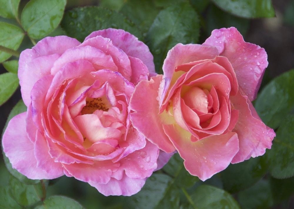 Photo of Rose (Rosa 'Elle') uploaded by Fleur569