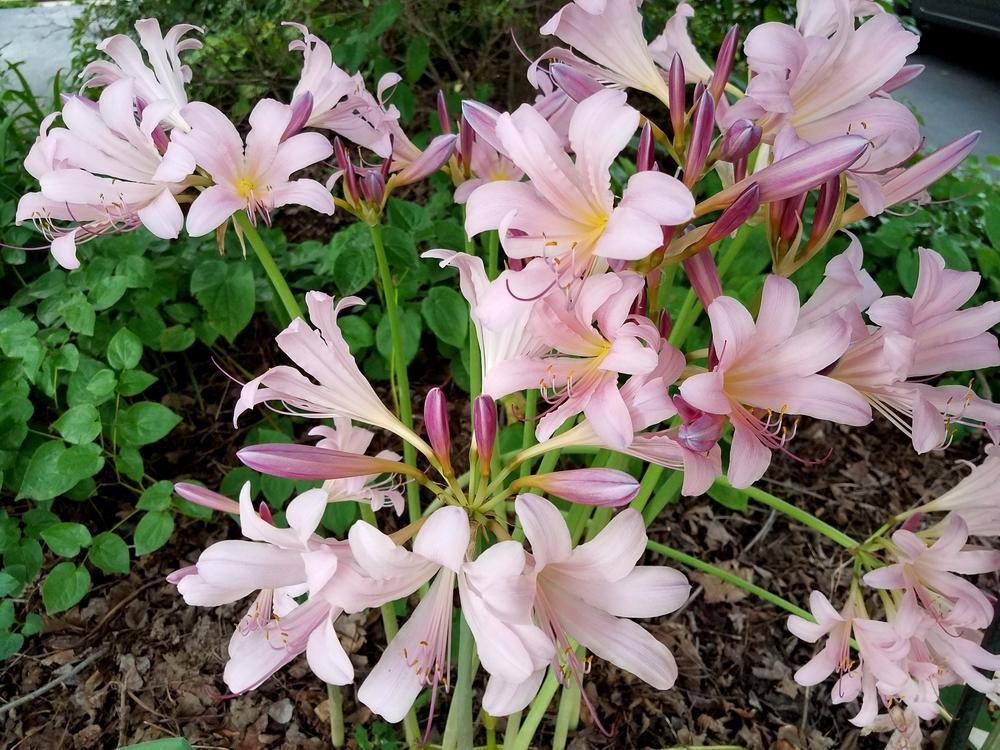 Photo of Surprise Lily (Lycoris squamigera) uploaded by Gerris2