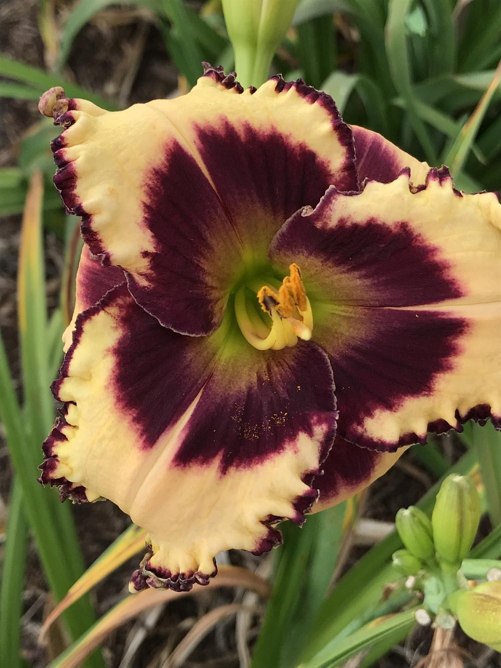 Photo of Daylily (Hemerocallis 'Eye on the Sparrow') uploaded by Legalily