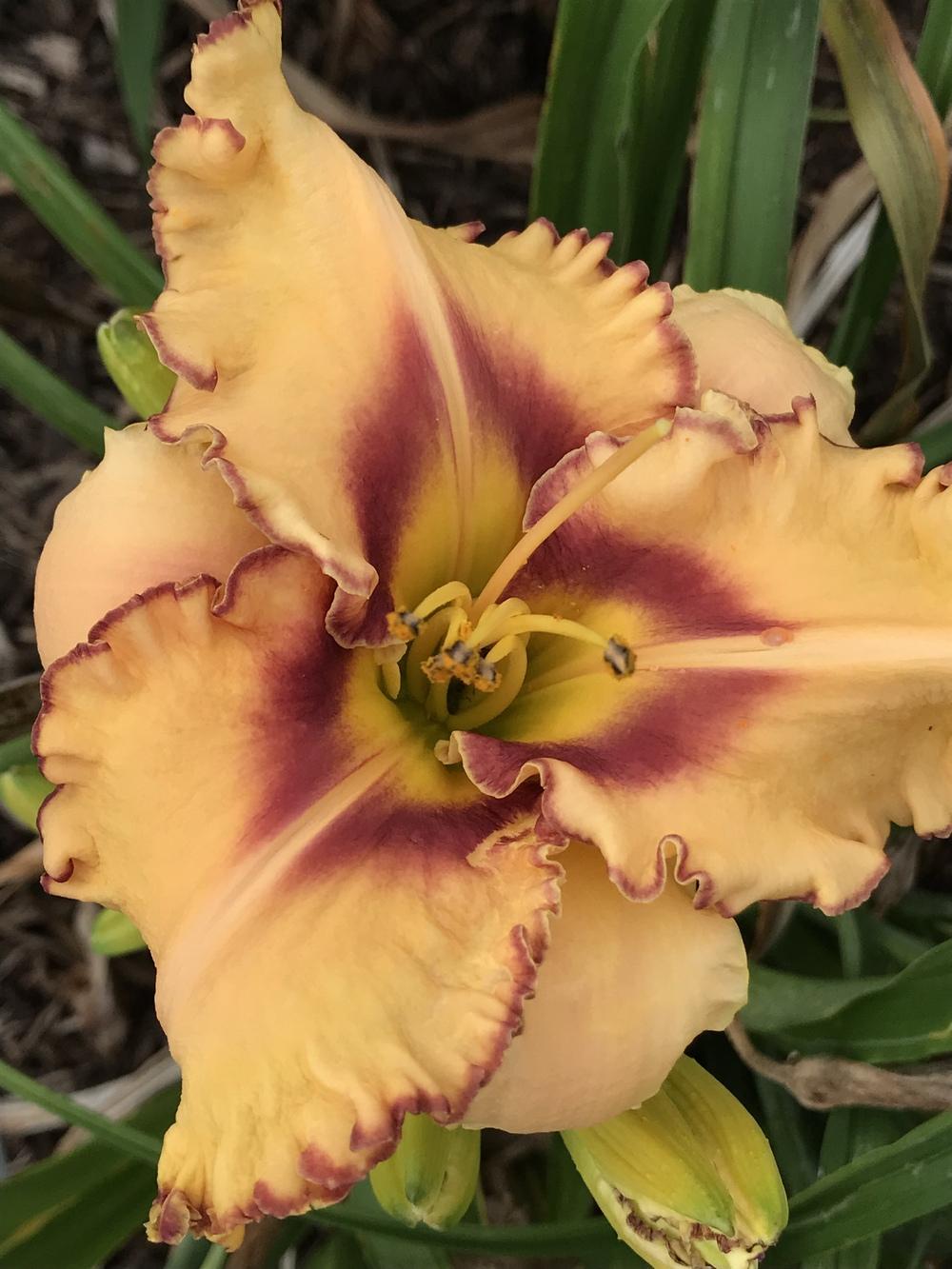 Photo of Daylily (Hemerocallis 'Woman at the Well') uploaded by Legalily