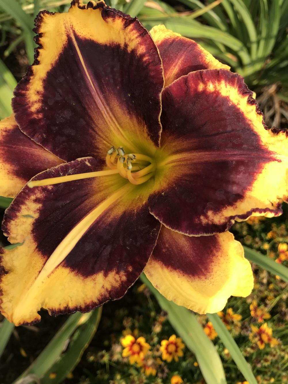 Photo of Daylily (Hemerocallis 'Magnify the Lord') uploaded by Legalily