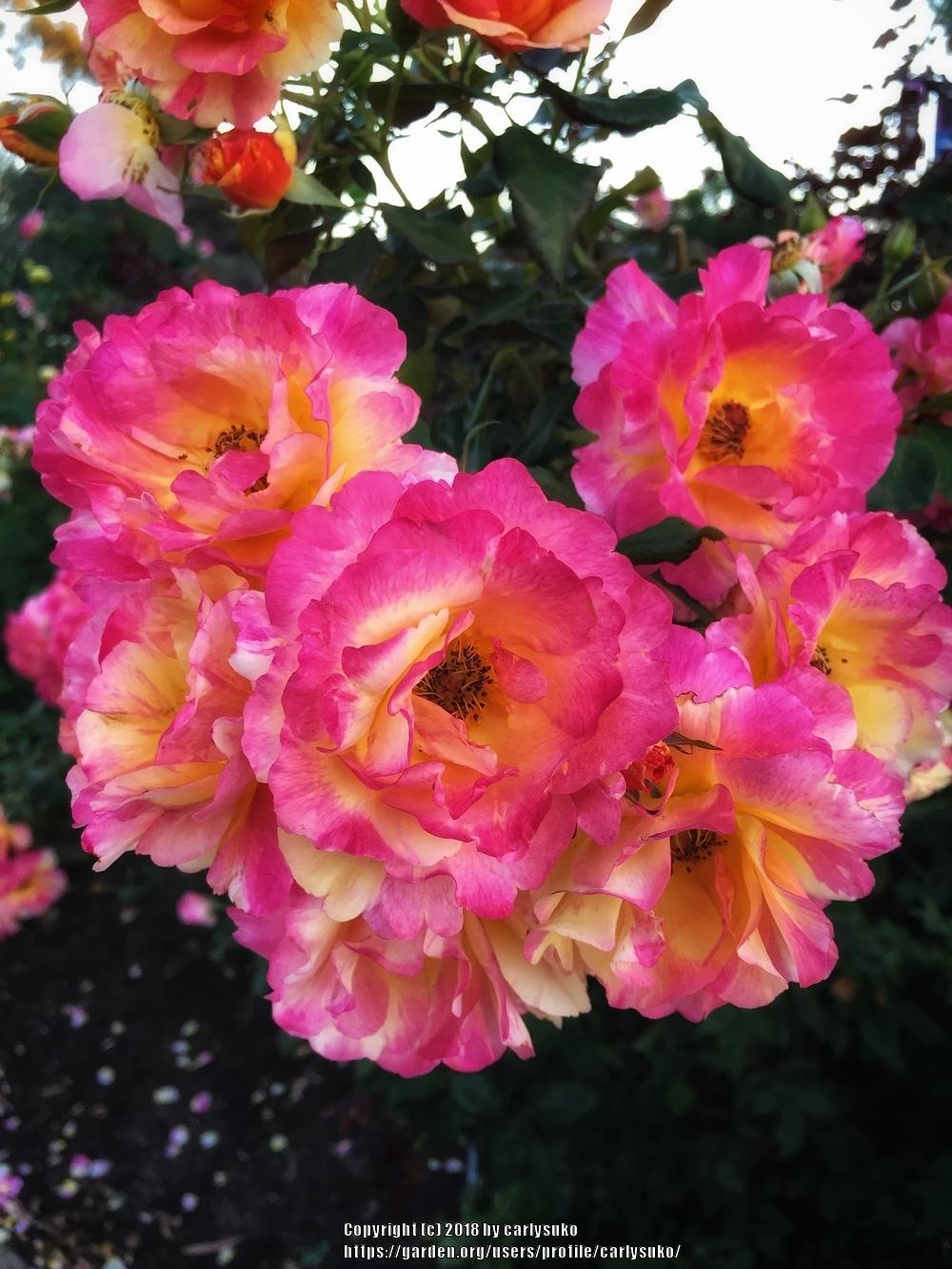 Photo of Rose (Rosa 'Citrus Splash') uploaded by carlysuko