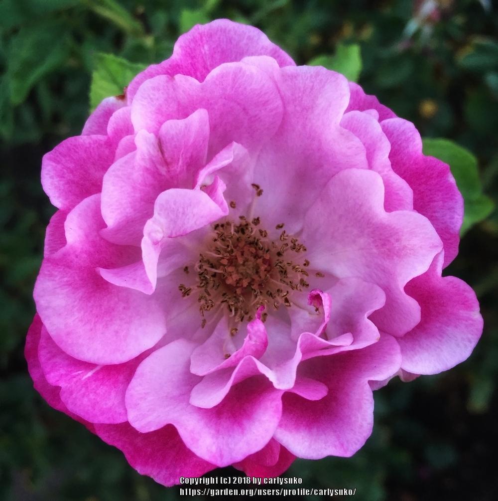 Photo of Rose (Rosa 'Wild Blue Yonder') uploaded by carlysuko