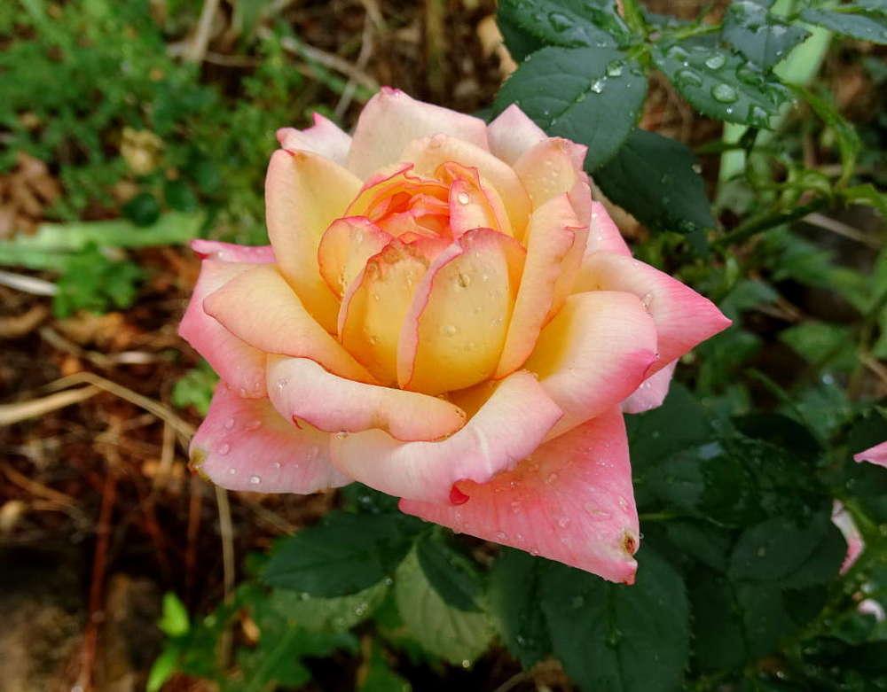 Photo of Rose (Rosa 'Susan Massu') uploaded by Beth_NorCal
