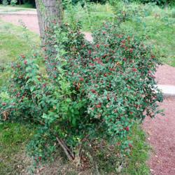 Location: Wheaton, Illinois
Date: 2014-08-19
shrub with red berries