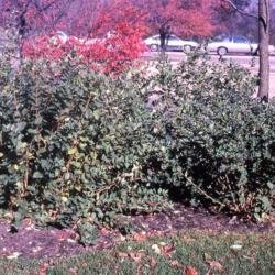 Location: Morton Arboretum in Lisle, Illinois
Date: fall in the 1980's
two shrubs in a parking lot island
