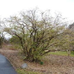 Location: Tyler Arboretum near Media, Pennsylvania
Date: 2012-02-15
full-grown shrub in late winter