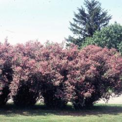 Location: Batavia, Illinois
Date: May in 1980's
full-grown shrubs in bloom