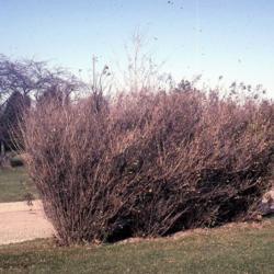 Location: Batavia, Illinois
Date: late winter in 1980's
bare, ugly in winter