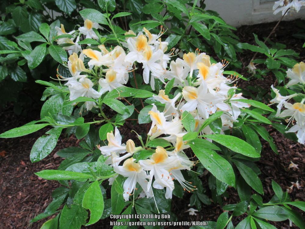 Photo of Azalea (Rhododendron 'Northern Hi-lights') uploaded by NJBob