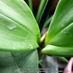 Location: Plano, TX
Date: 2018-08-07
Flower spike developing on Dendrobium Green Mist X Andree Millar