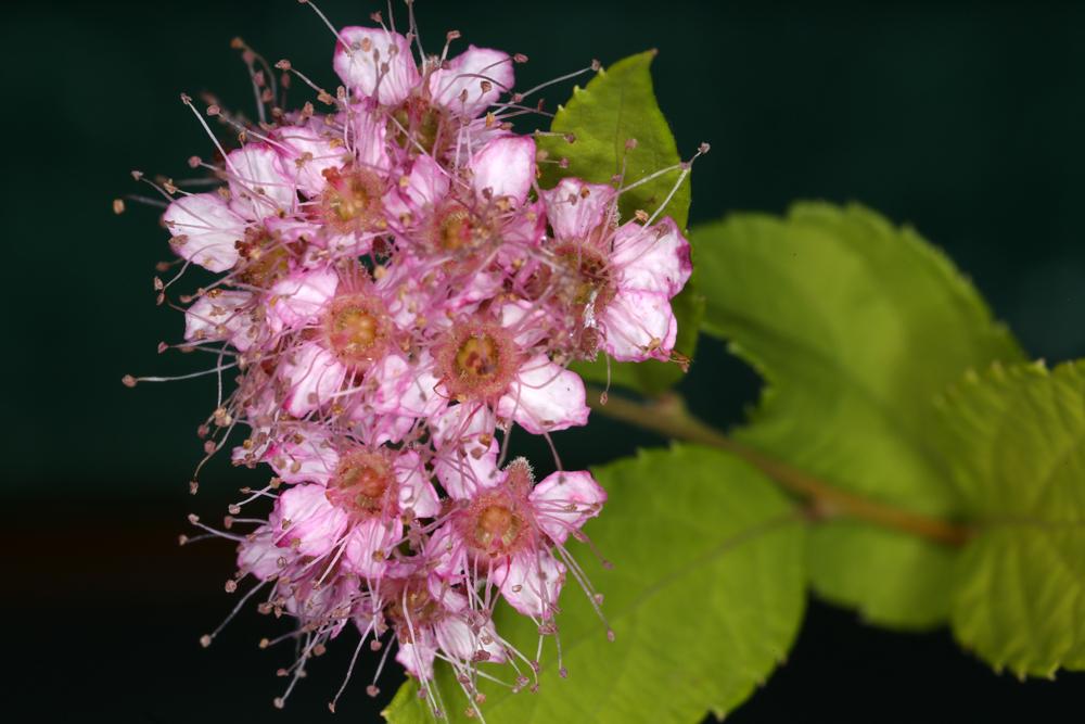 Photo of Japanese Spirea (Spiraea japonica 'Goldflame') uploaded by delirow