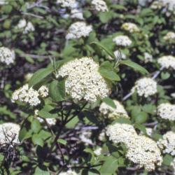Location: Aurora, Illinois
Date: May in 1980's
close-up of flower clusters