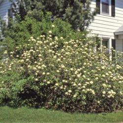 Location: Aurora, Illinois
Date: May in the 1980's
shrub in bloom