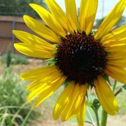 Location: Glendale
Date: 2018-08-09
Sunflower (Helianthus annuus 'American Giant)