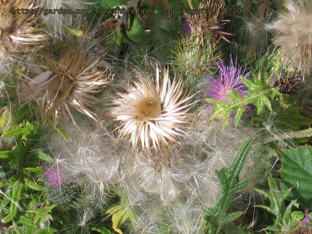 Photo of Thistle (Cirsium) uploaded by Yorkshirelass