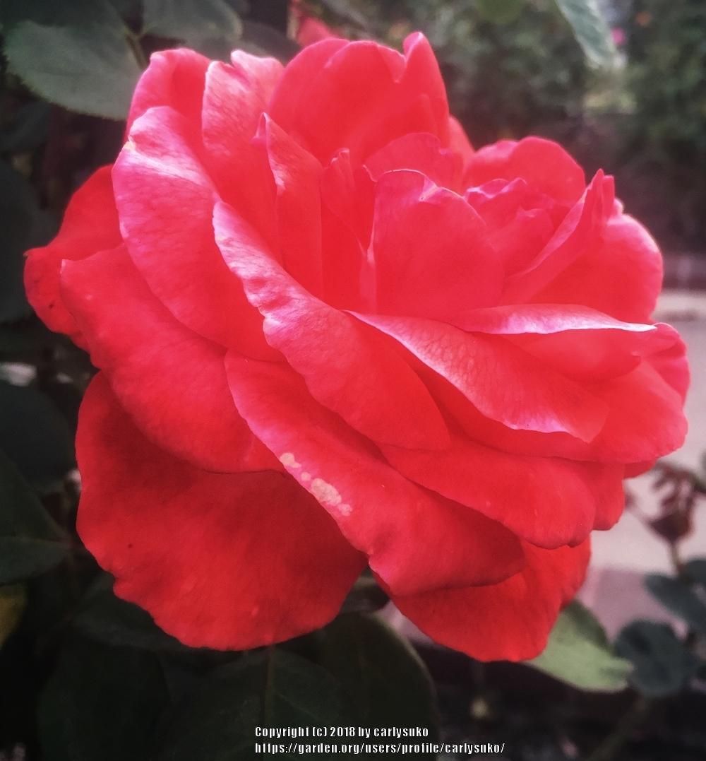 Photo of Rose (Rosa 'Artistry') uploaded by carlysuko