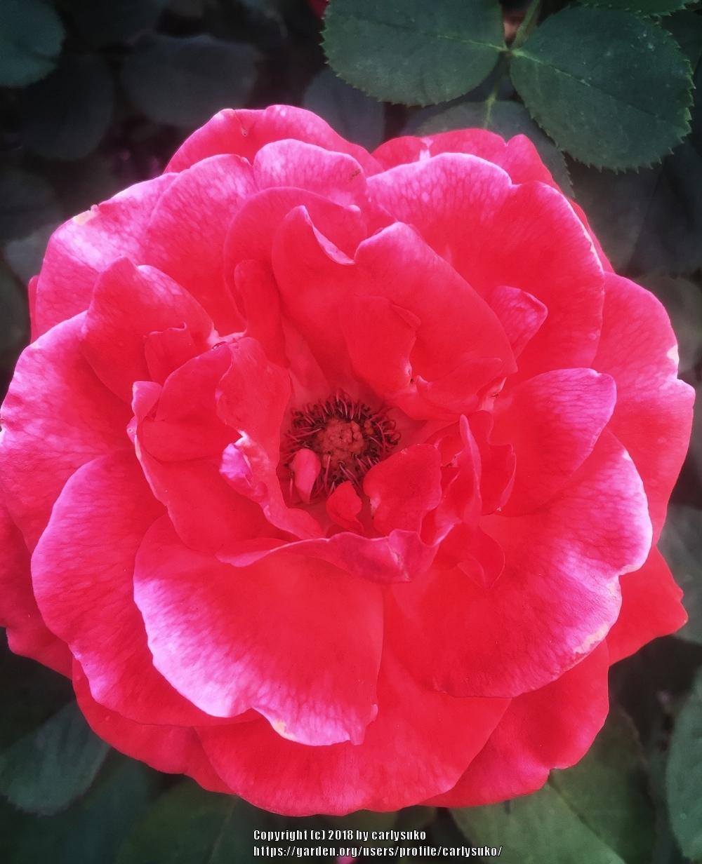Photo of Rose (Rosa 'Artistry') uploaded by carlysuko