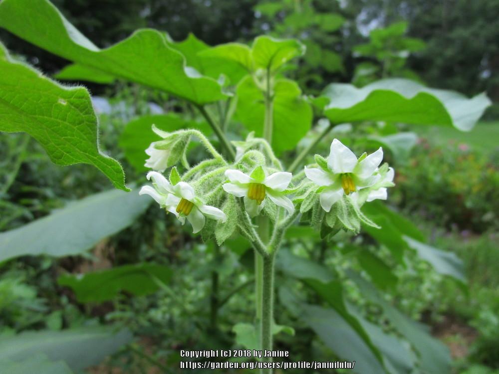 Photo of Dwarf Tamarillo (Solanum abutiloides) uploaded by janinilulu