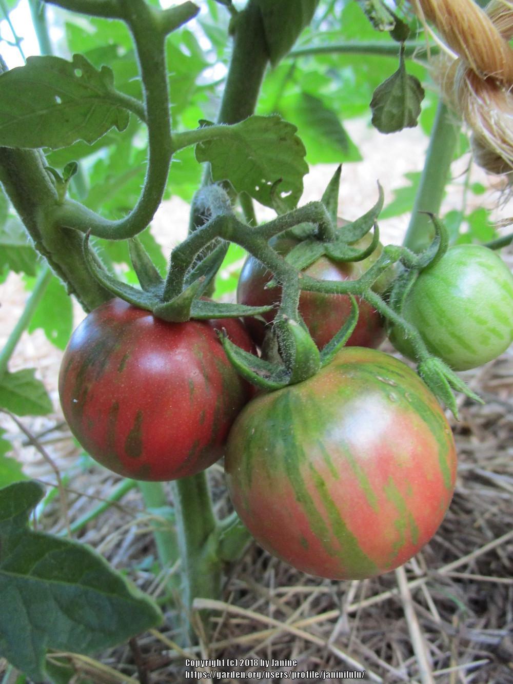Photo of Tomato (Solanum lycopersicum 'Black Vernissage') uploaded by janinilulu