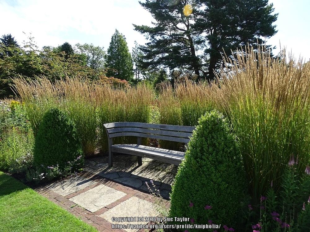 Photo of Feather Reed Grass (Calamagrostis x acutiflora 'Karl Foerster') uploaded by kniphofia