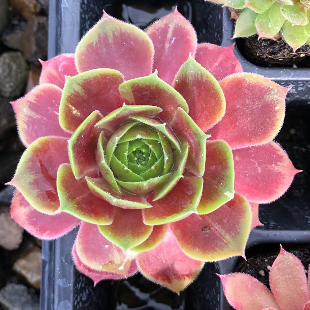 Photo of Hen and Chicks (Sempervivum 'Grunrand') uploaded by bether64