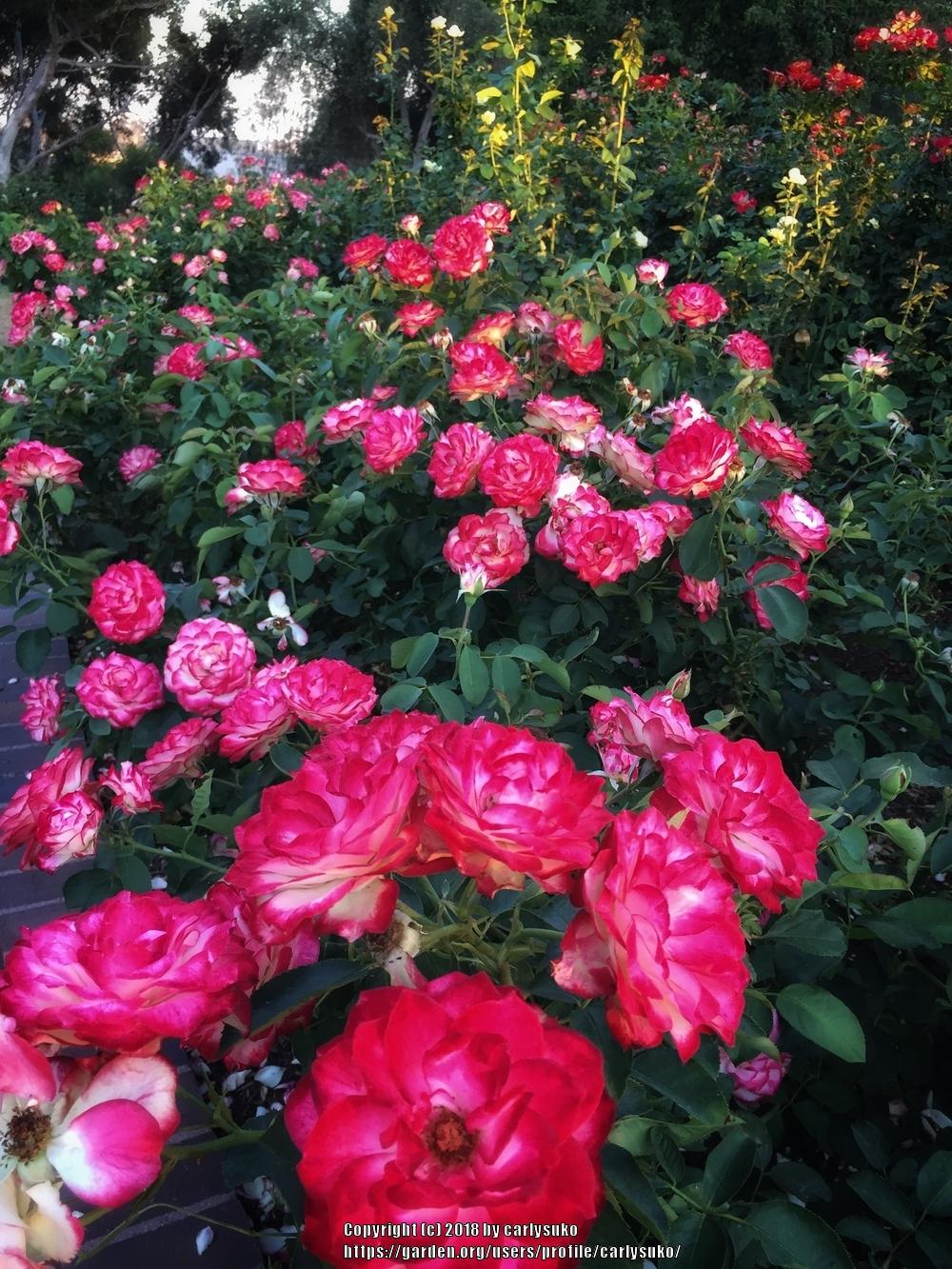 Photo of Rose (Rosa 'Cherry Parfait') uploaded by carlysuko