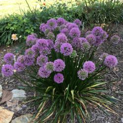 Location: My garden, Pequea, Pennsylvania, USA
Date: 2018-08-10
Great for the mid-late summer garden; 2018 Perennial Plant of the