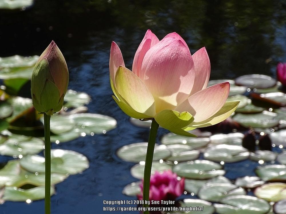 Photo of Sacred Lotus (Nelumbo nucifera) uploaded by kniphofia