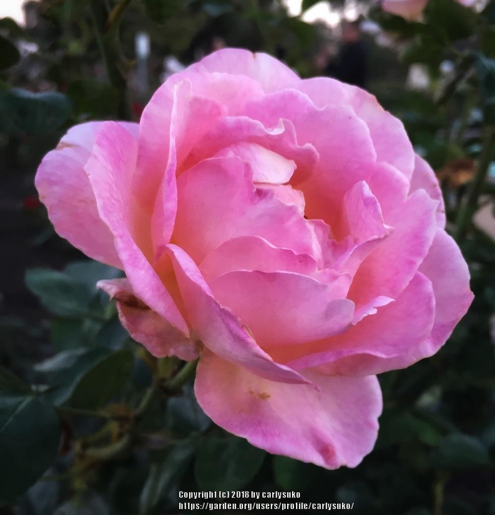 Photo of Rose (Rosa 'Elle') uploaded by carlysuko