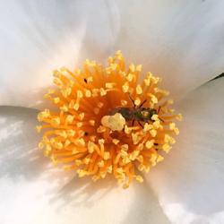 Location: My garden, Pequea, Pennsylvania, USA
Date: 2018-08-10
With tiny pollinator.
