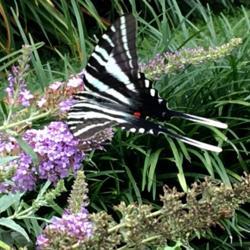 Location: My garden, Pequea, Pennsylvania, USA
Date: 2018-08-11
Zebra swallowtail