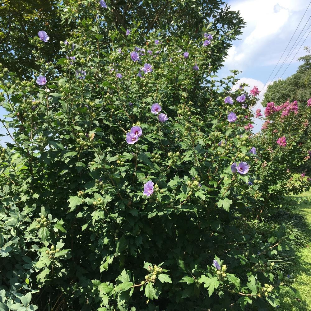 Photo of Rose of Sharon (Hibiscus syriacus Blue Satin®) uploaded by csandt