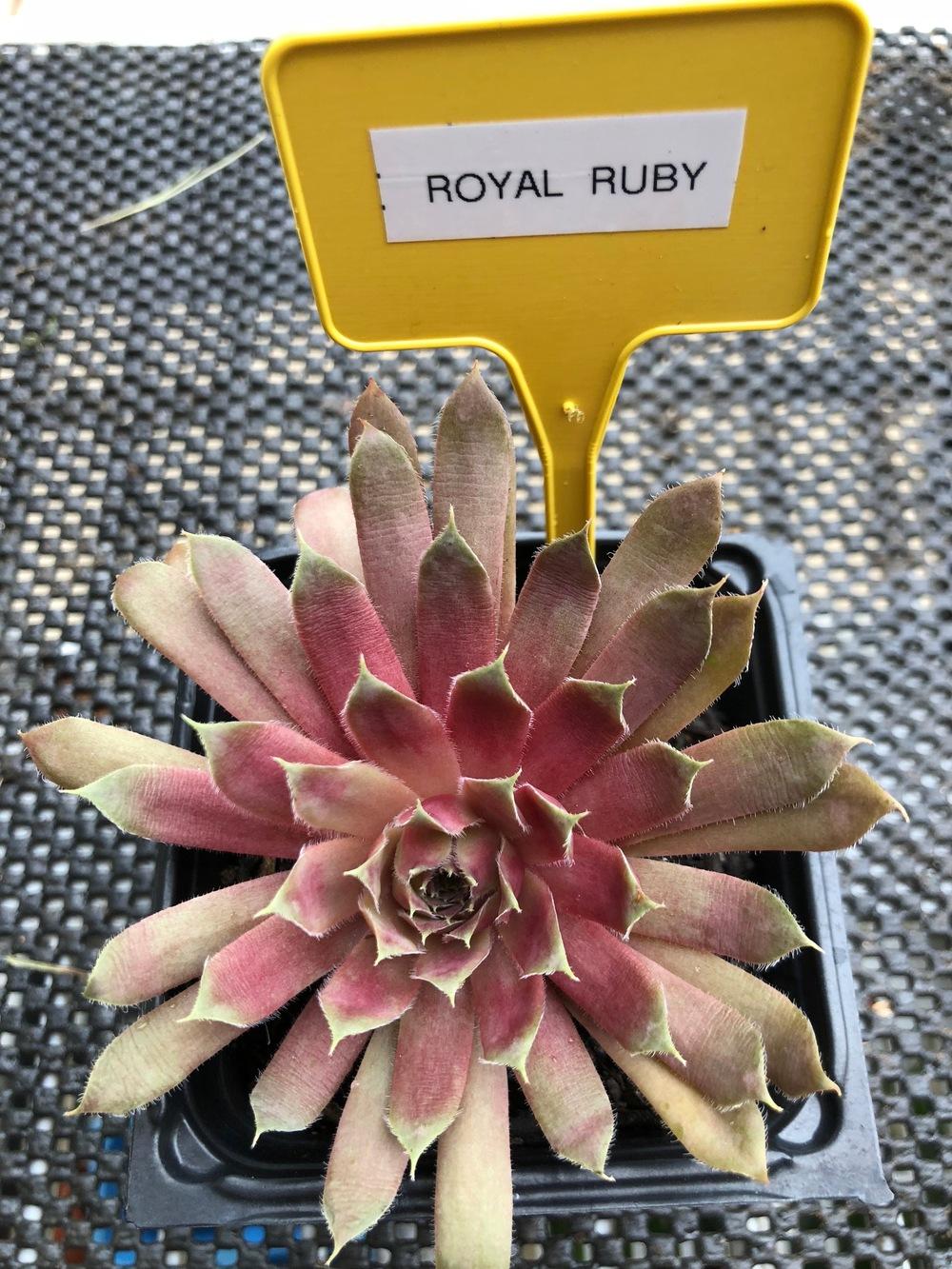 Photo of Hen and Chicks (Sempervivum 'Royal Ruby') uploaded by rmansell2