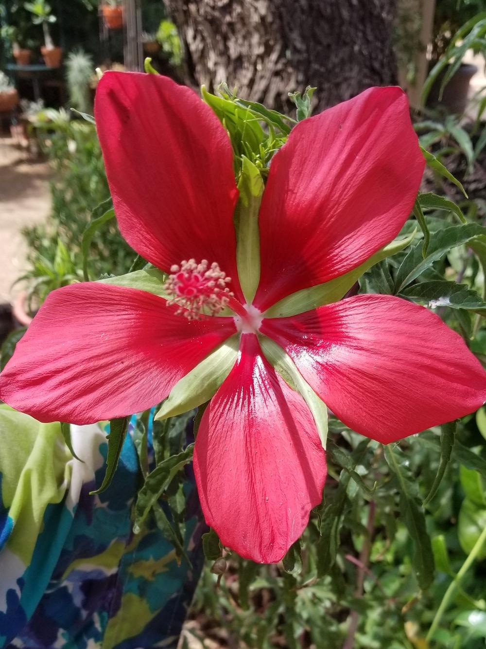 Photo of Texas Star (Hibiscus coccineus) uploaded by DonovanZoo