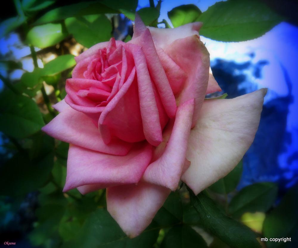 Photo of Rose (Rosa 'Oksana') uploaded by MargieNY