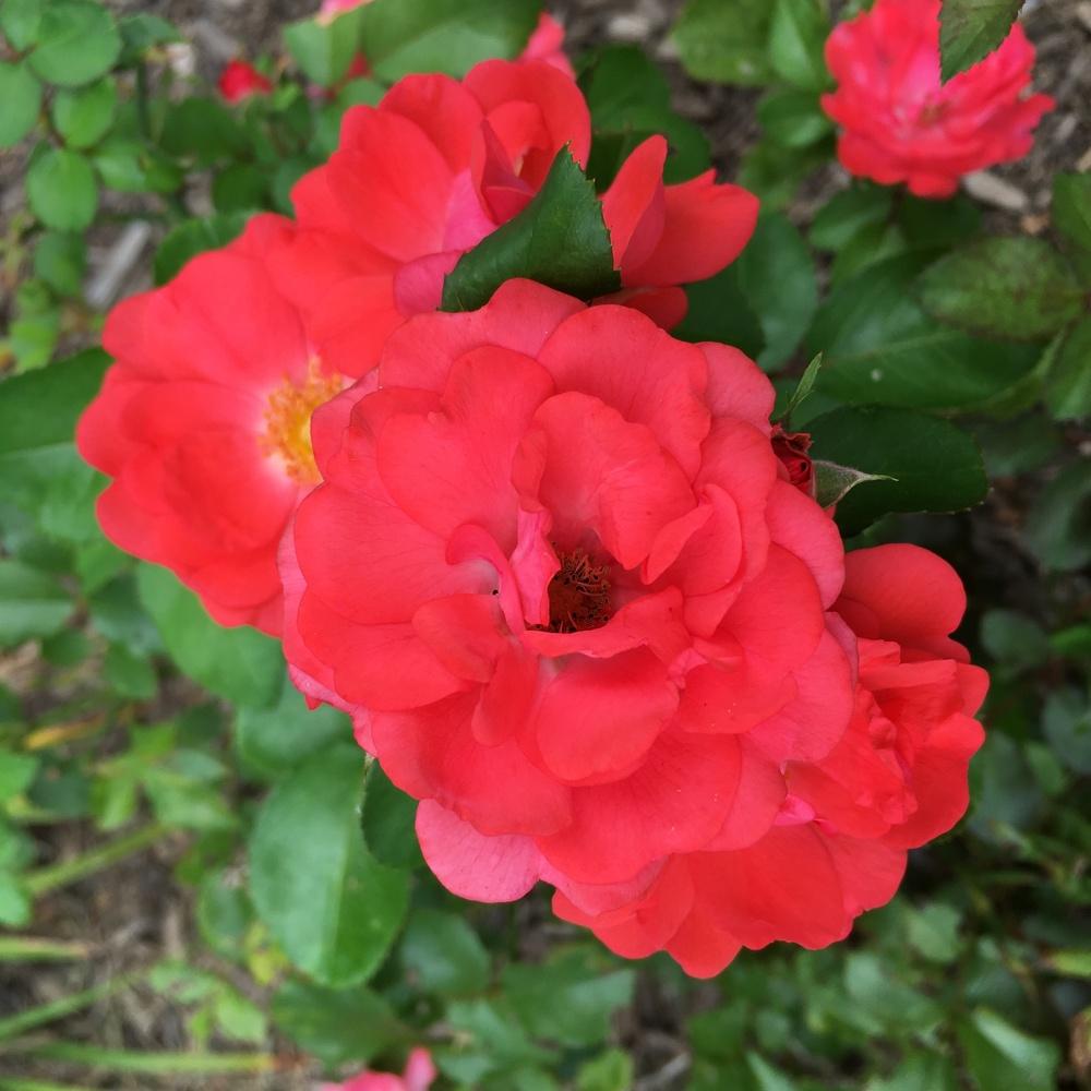 Photo of Rose (Rosa 'Coral Drift') uploaded by csandt